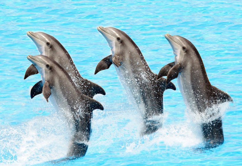 Delfinárium – ZOO Norimberk